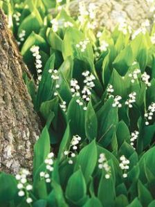 Tree and lily of the valley